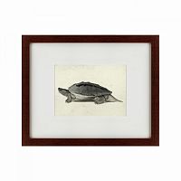 картина: a hand-painted illustration of a burmese roofed turtle, 1873 в Бийске