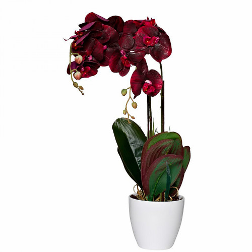 орхидея бордовая в горшке 58 см в Бийске