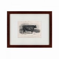 картина: a devon bull, 1849 в Бийске