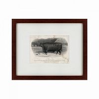 картина: a devon steer, 1869 в Бийске