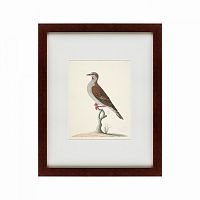 картина: the brown bird в Бийске