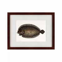 картина: sole fish, 1722 в Бийске