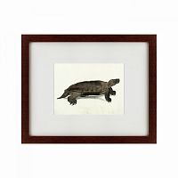 картина: a hand-painted illustration of an arakan forest turtle, 1872 в Бийске