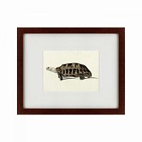 картина: a hand-painted illustration of an elongated tortoise, 1873 в Бийске