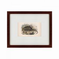 картина: armadillo, 1860 в Бийске