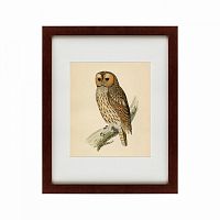 картина: brown owl, 1760 в Бийске