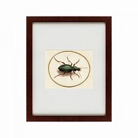 картина: beetle, 1700 в Бийске