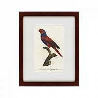 картина: perruche a chaperon bleu, 1801 в Бийске